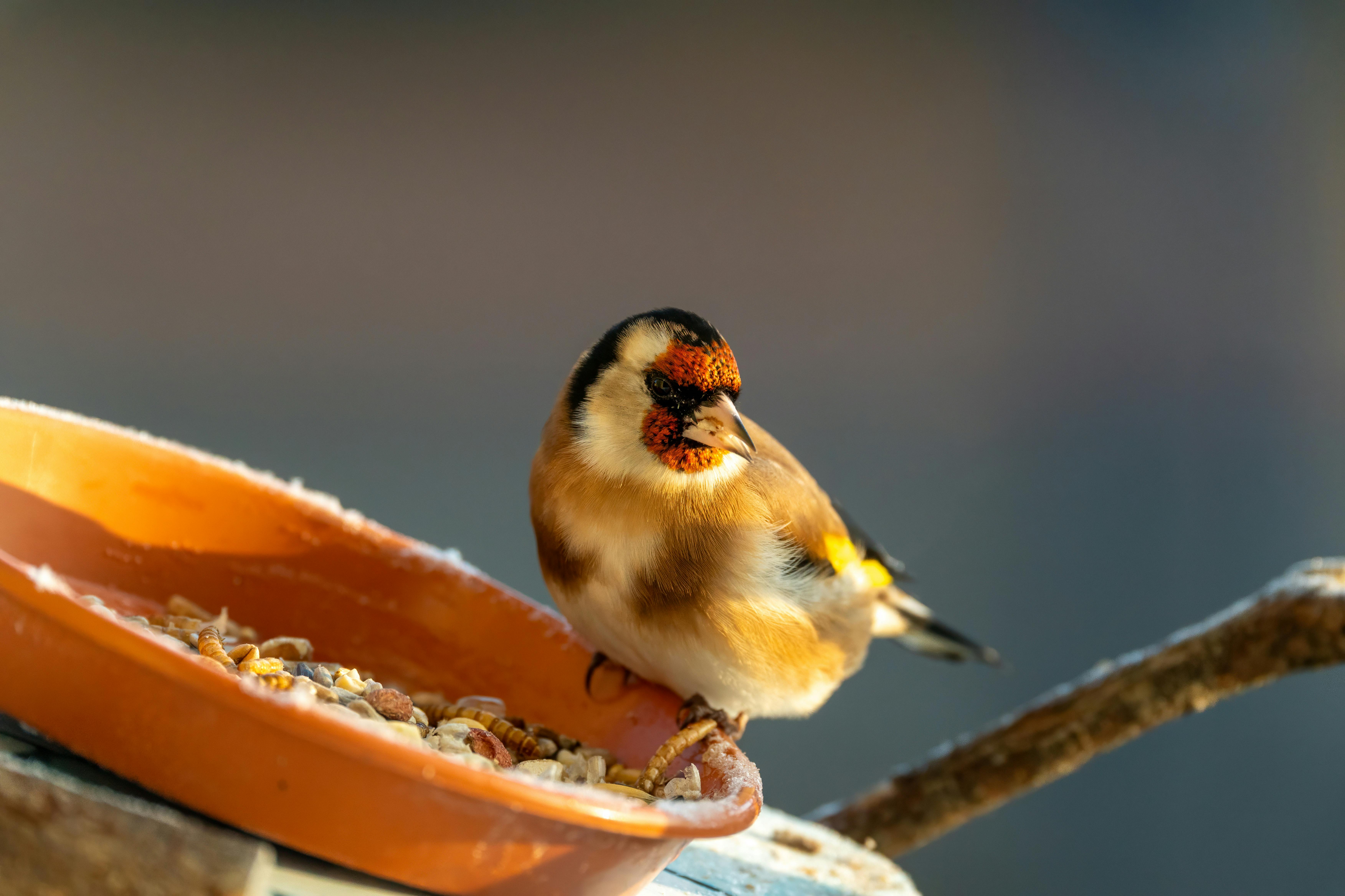 Close-up of a vibrant European goldfinch foraging in winter garden setting.
