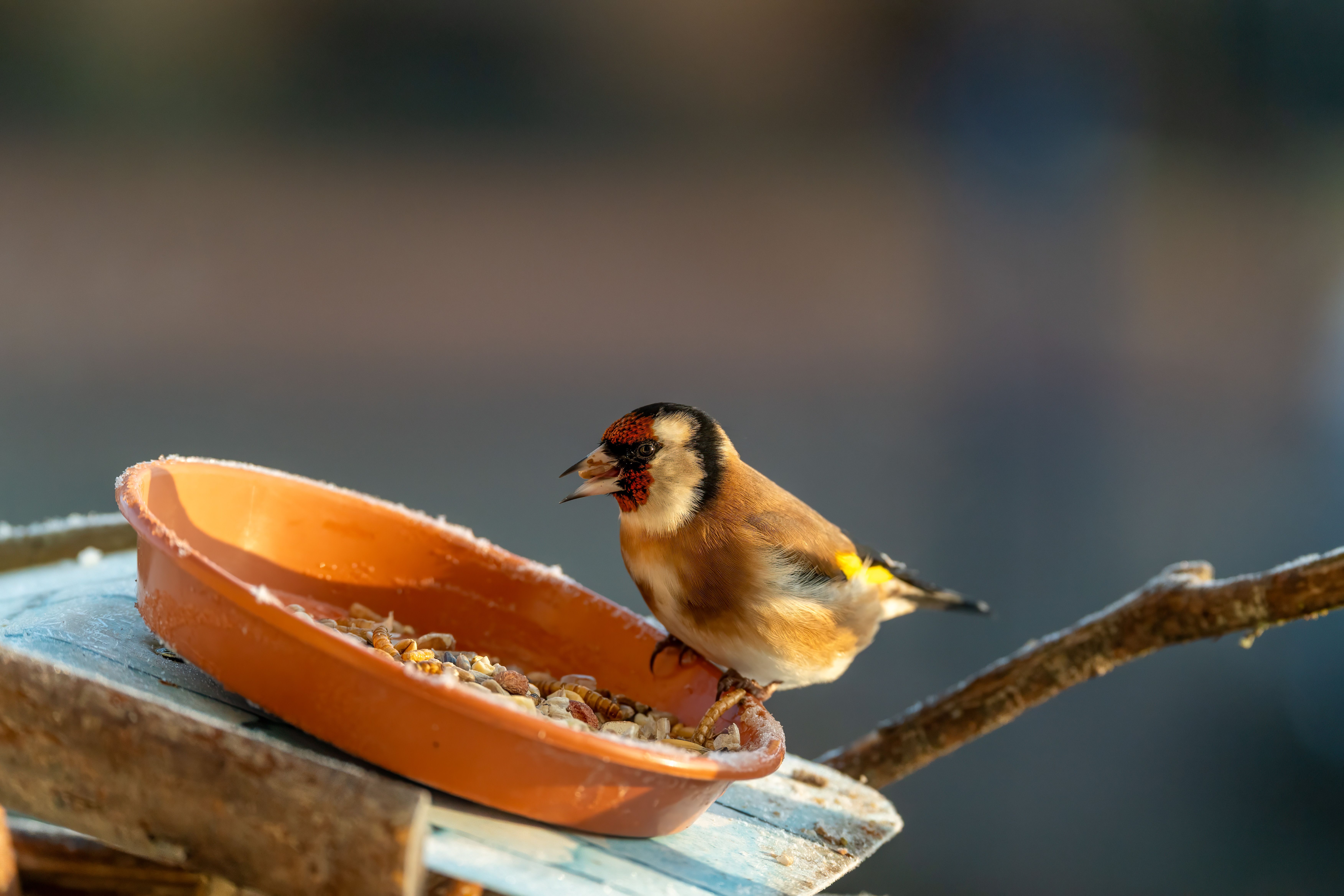 Oiseaux dans Jardin : Guide Attraction 2026