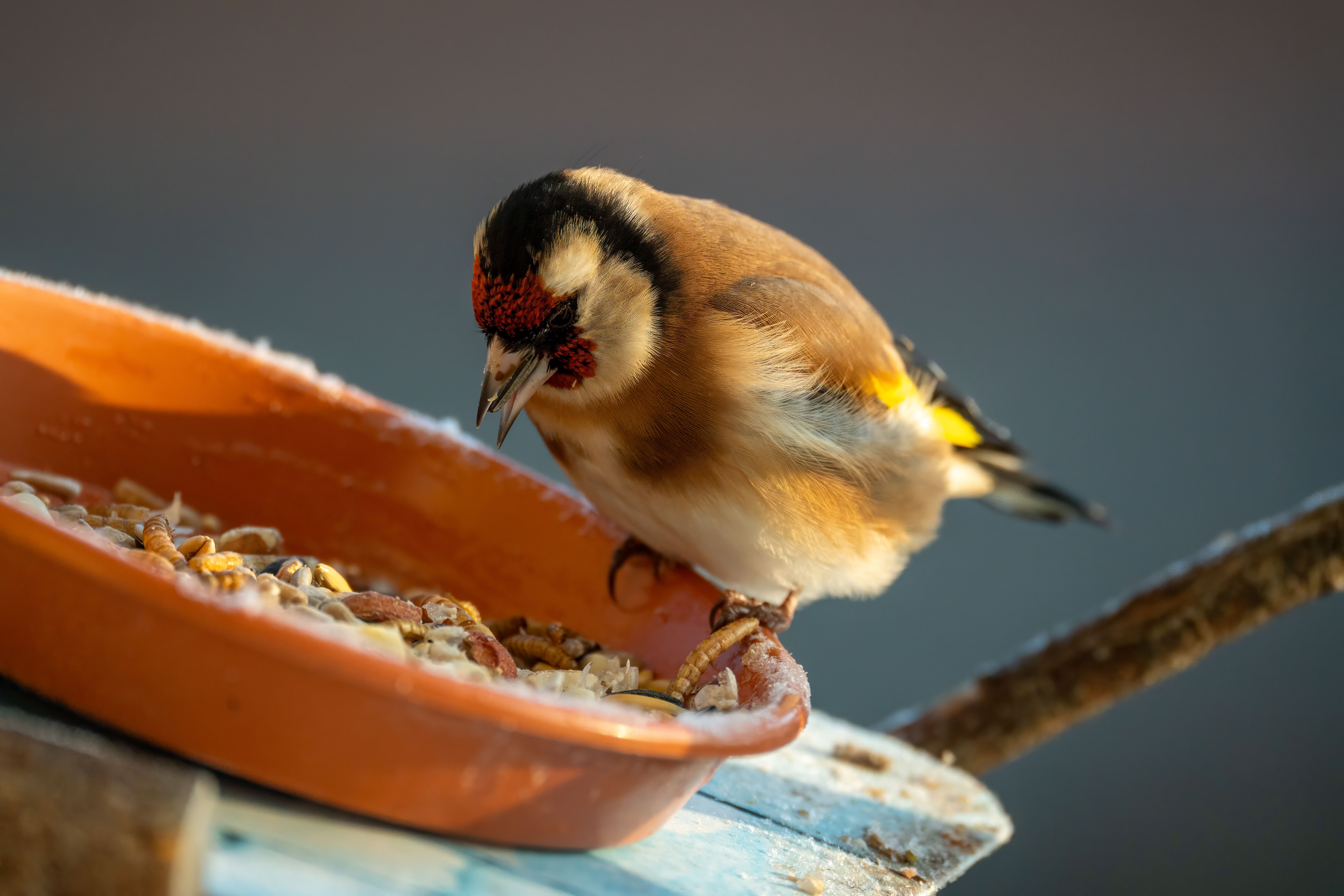 Best Foods for Bird Feeders