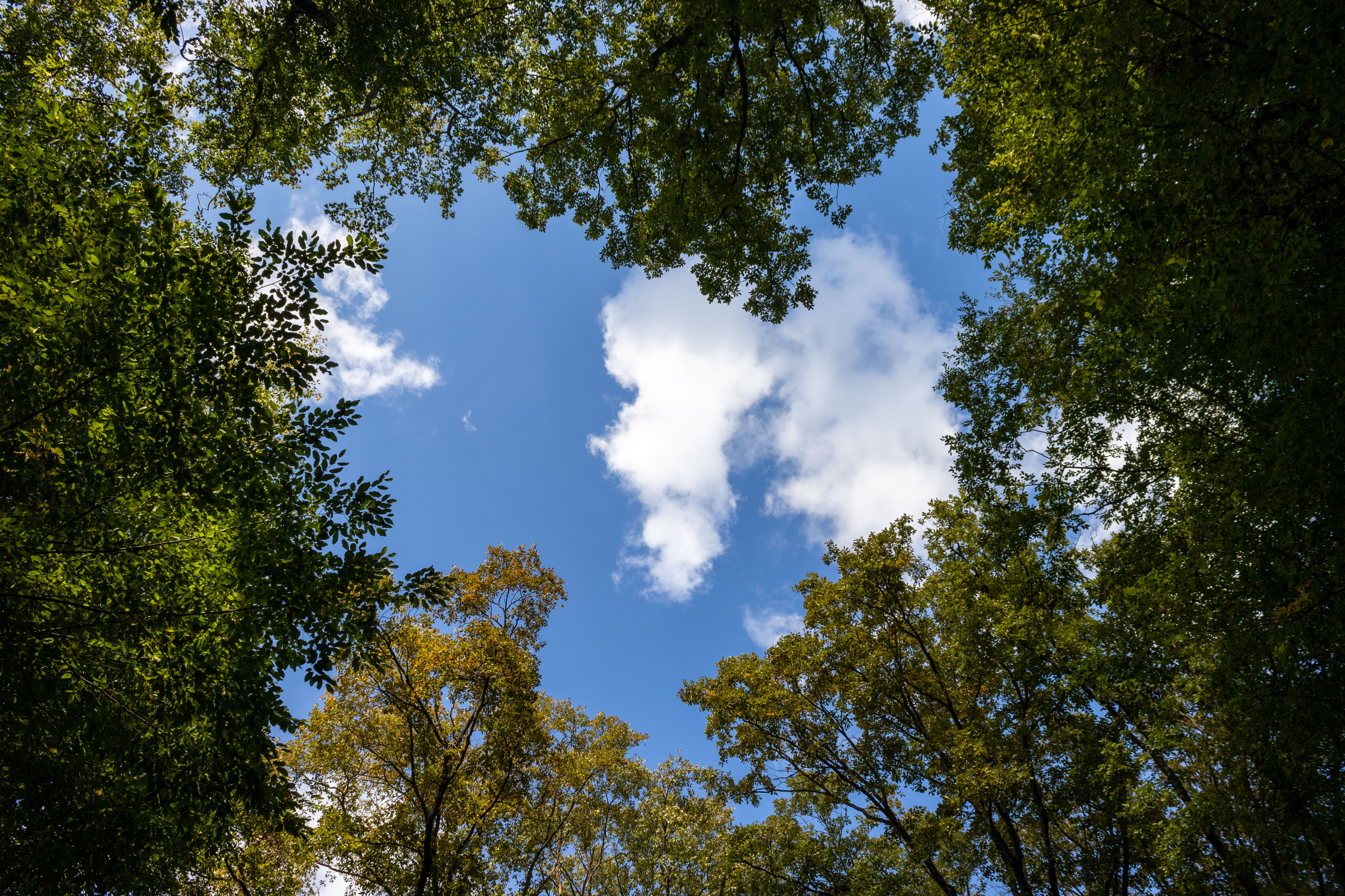 View of Clear Blue Sky Through Forest Canopy · Free Stock Photo