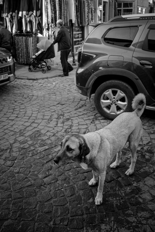 Free A street dog stands in a cobblestone street with people and cars nearby. Stock Photo