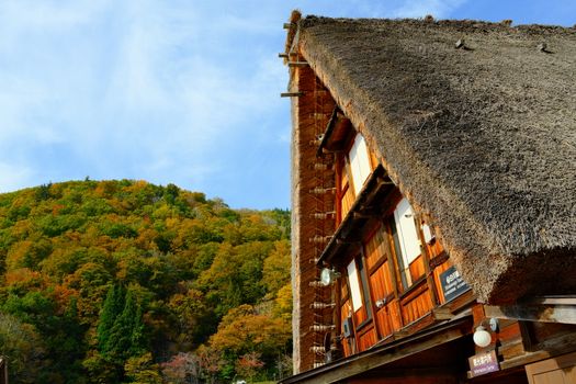 Gassho-zukuri house in Shirakawa, Japan with autumn foliage in the background.