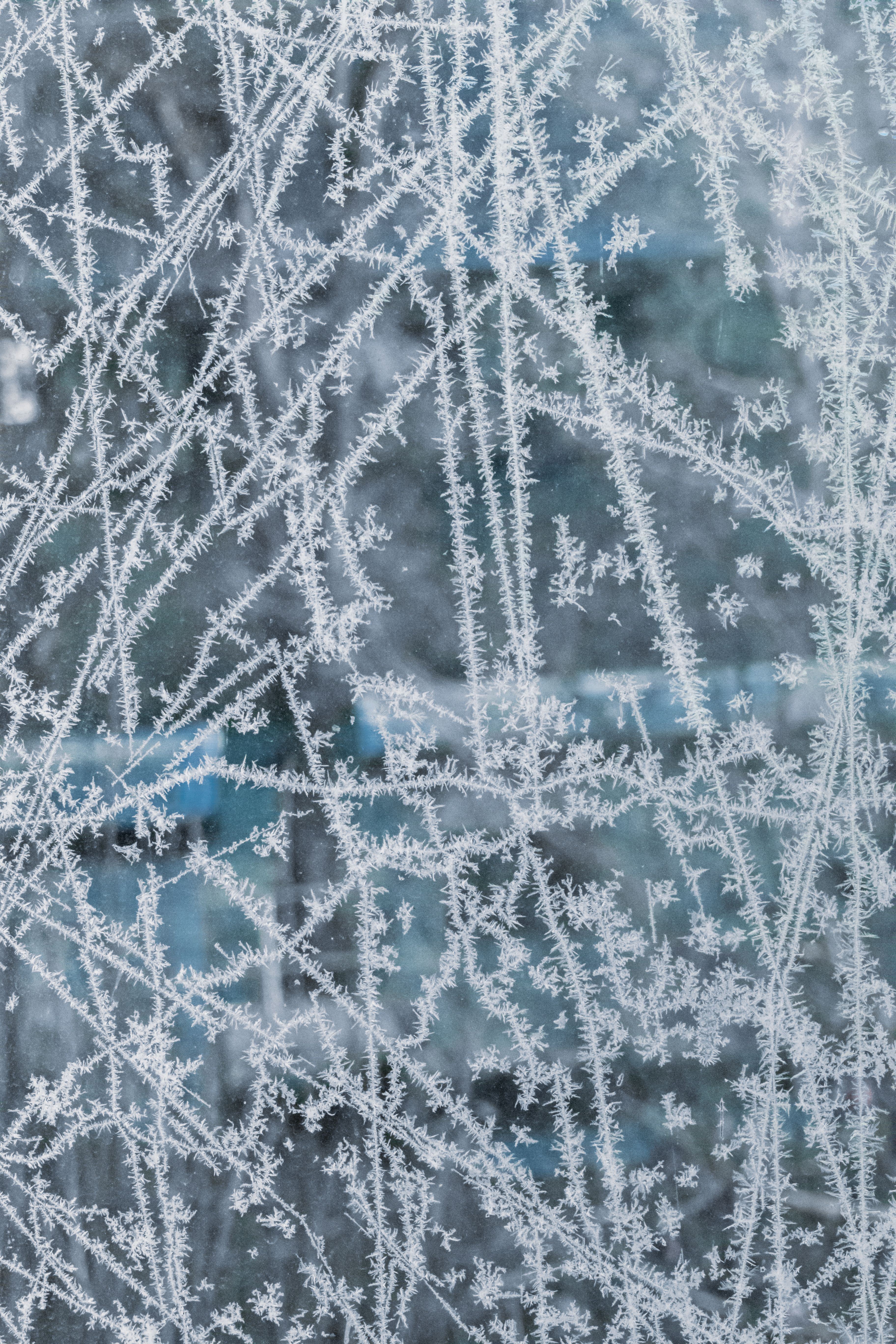 Intricate Frost Patterns on a Window Pane · Free Stock Photo