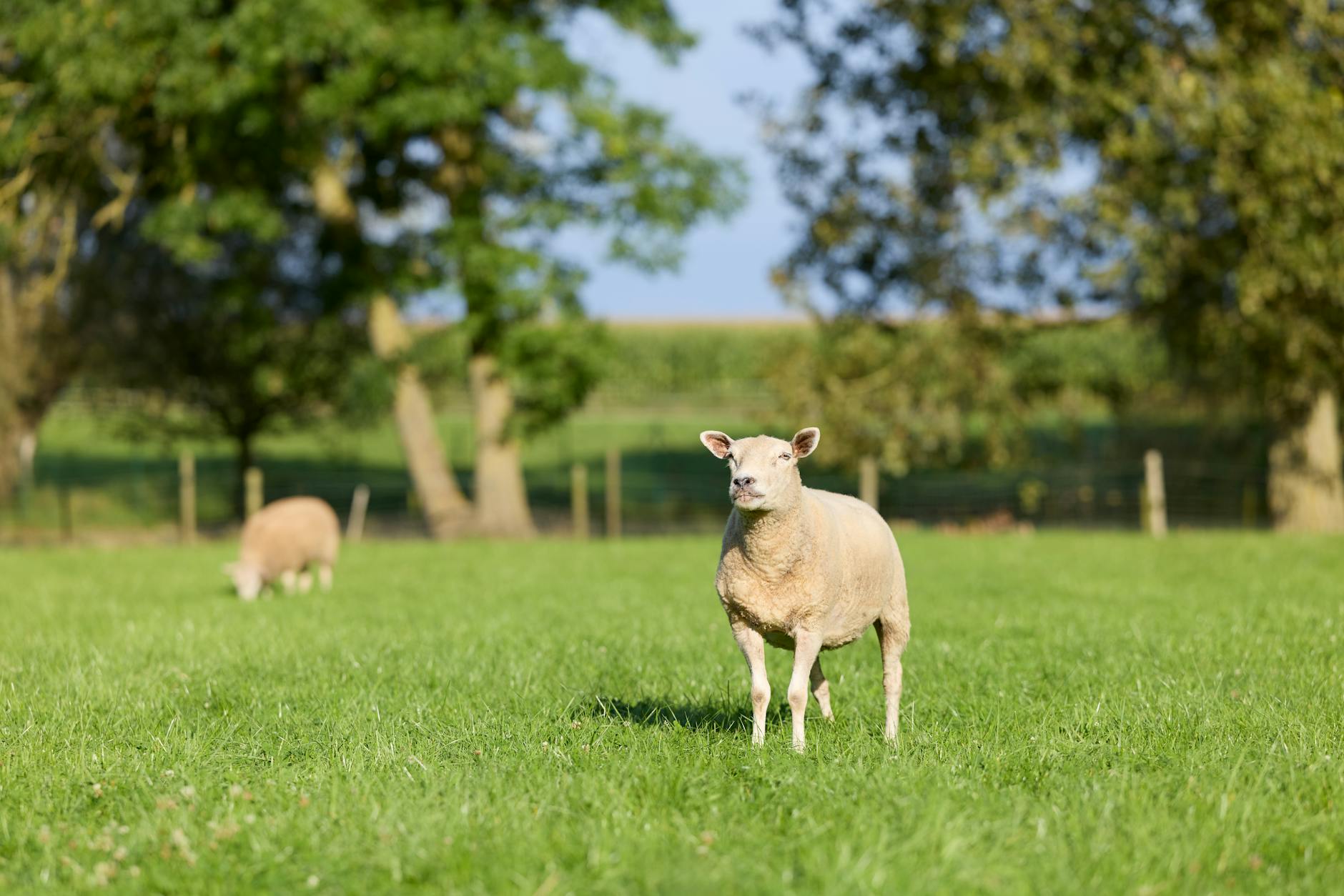 sheep nutrition during pregnancy