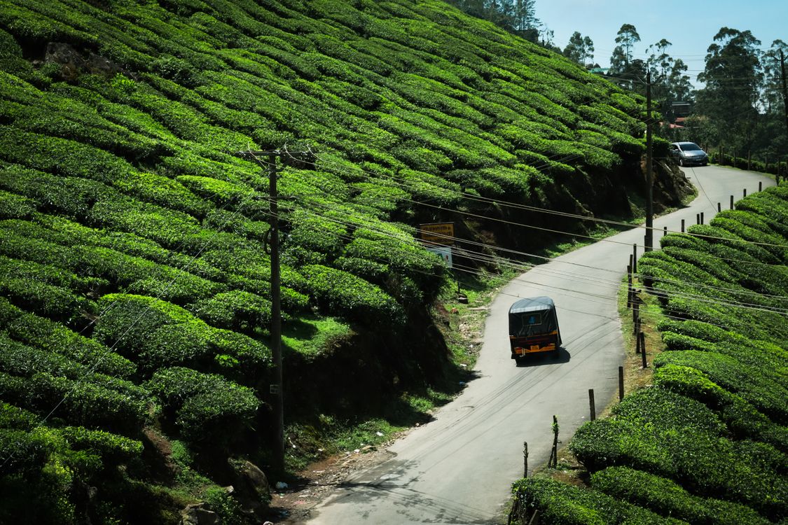 Misty forest path winding through dense green trees in Matheran
