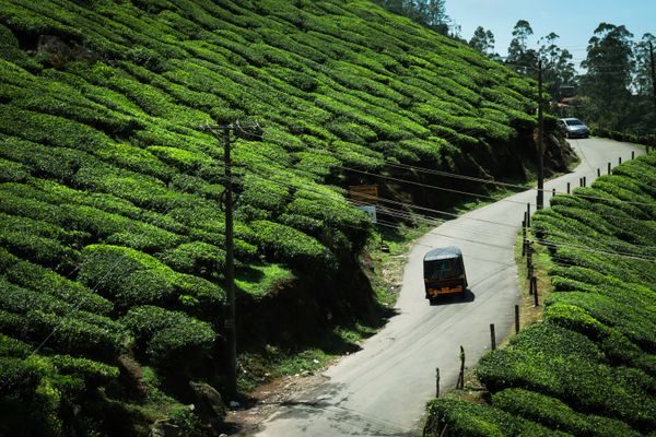 Transfer / Travel in Munnar