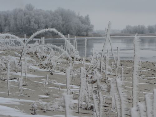 Free Beautiful winter scene showcasing frost-covered plants by a calm river. Stock Photo