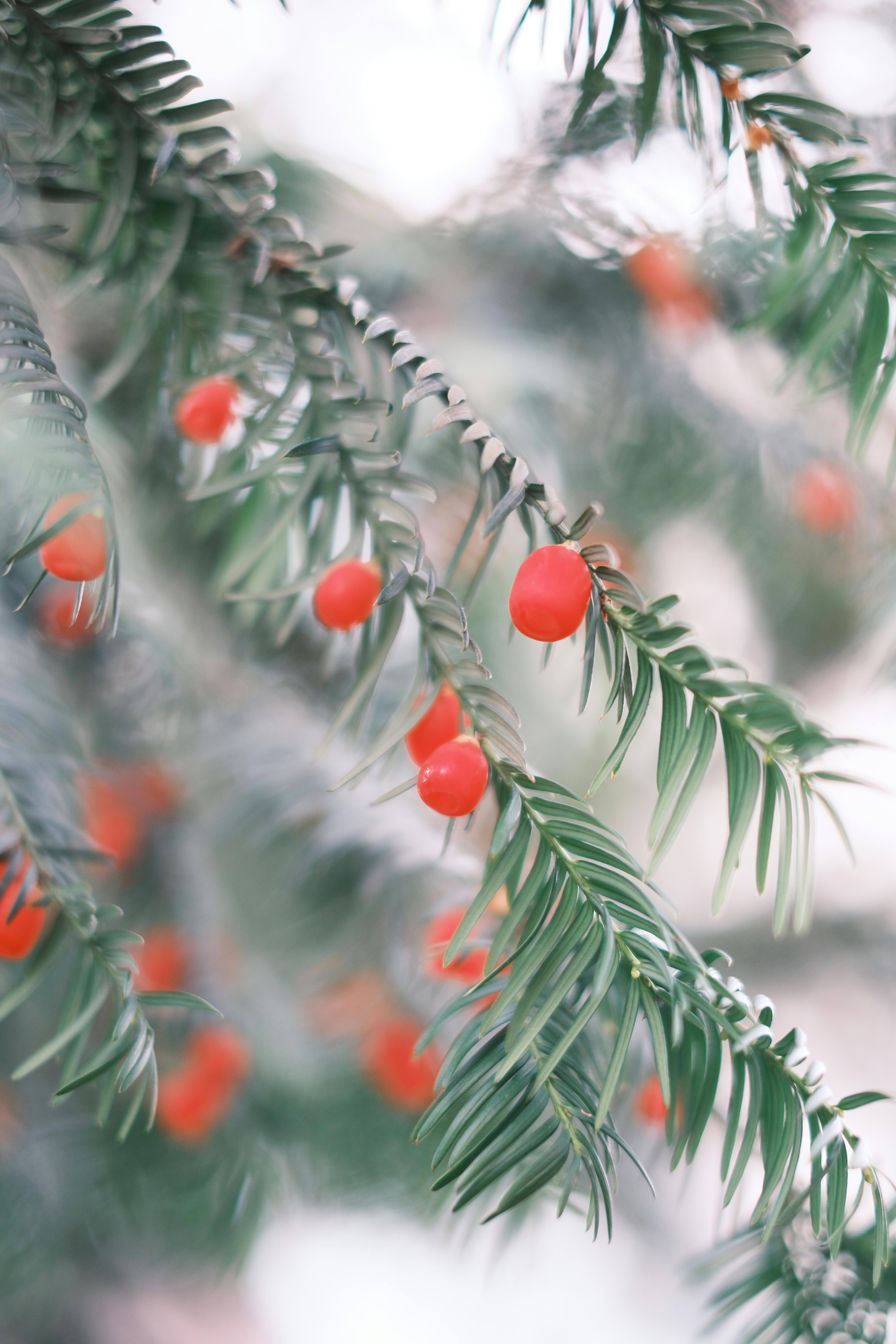 Soft-focused image of vibrant red berries on a lush evergreen branch, creating a serene winter feel.