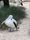 pelican