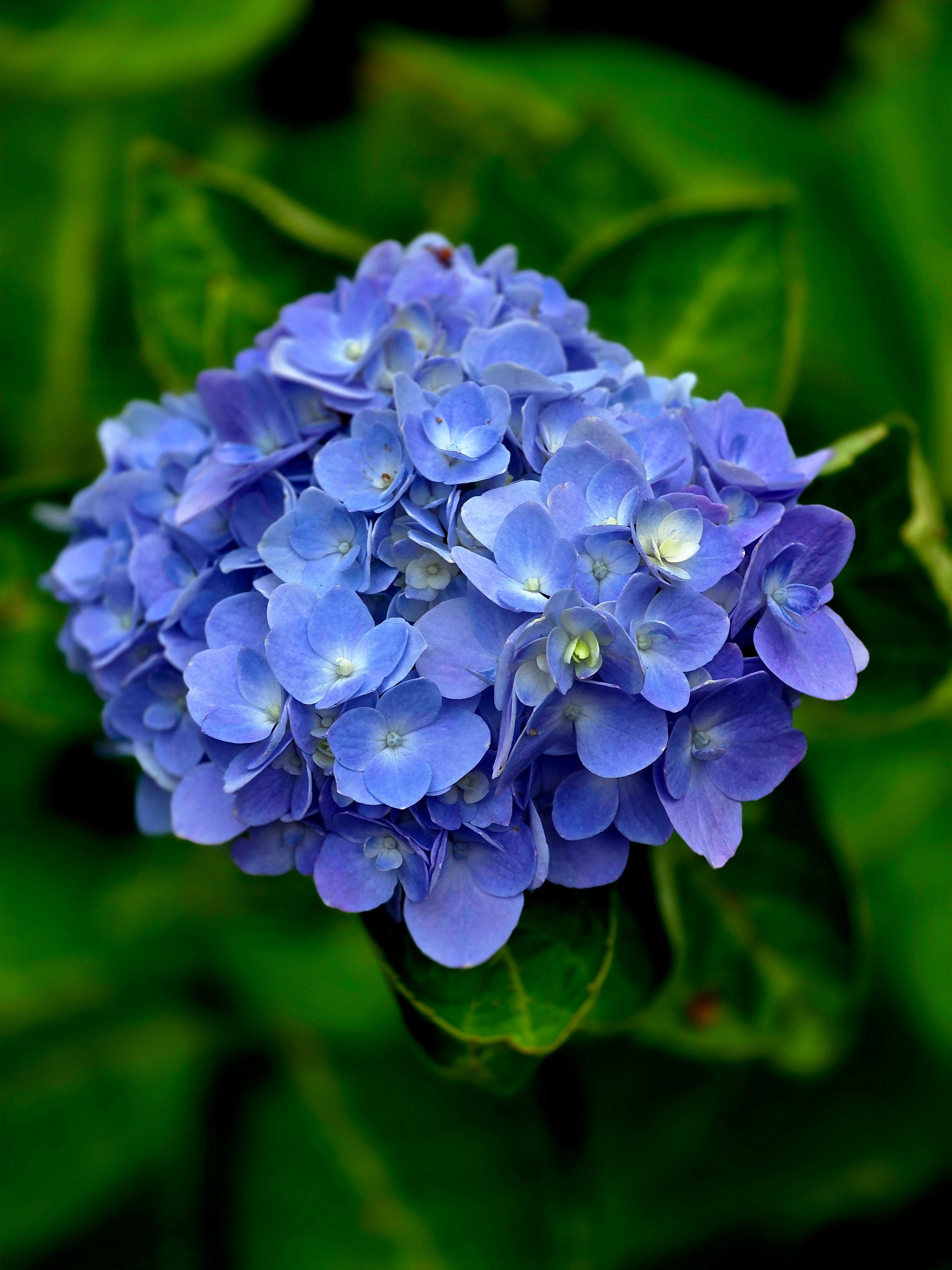 Vivid Blue Hydrangea in Full Bloom · Free Stock Photo