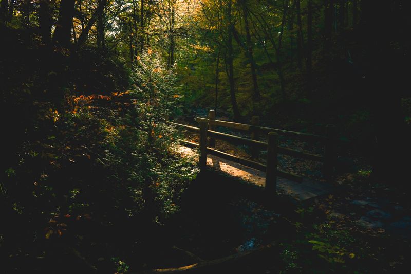 Rustic Wooden Bridge in Autumn Forest Setting · Free Stock Photo