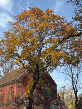 Golden autumn leaves adorn a large tree next to an old building in Berlin.
