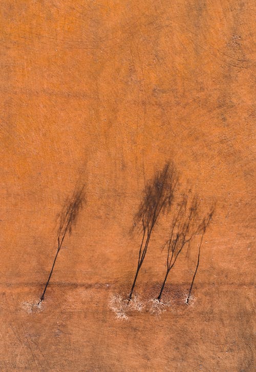 Brown Leafless Trees on Brown Field