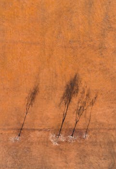 从空中俯瞰，树木在充满活力的橙色地形上投下长长的阴影，展现了大自然独特的图案