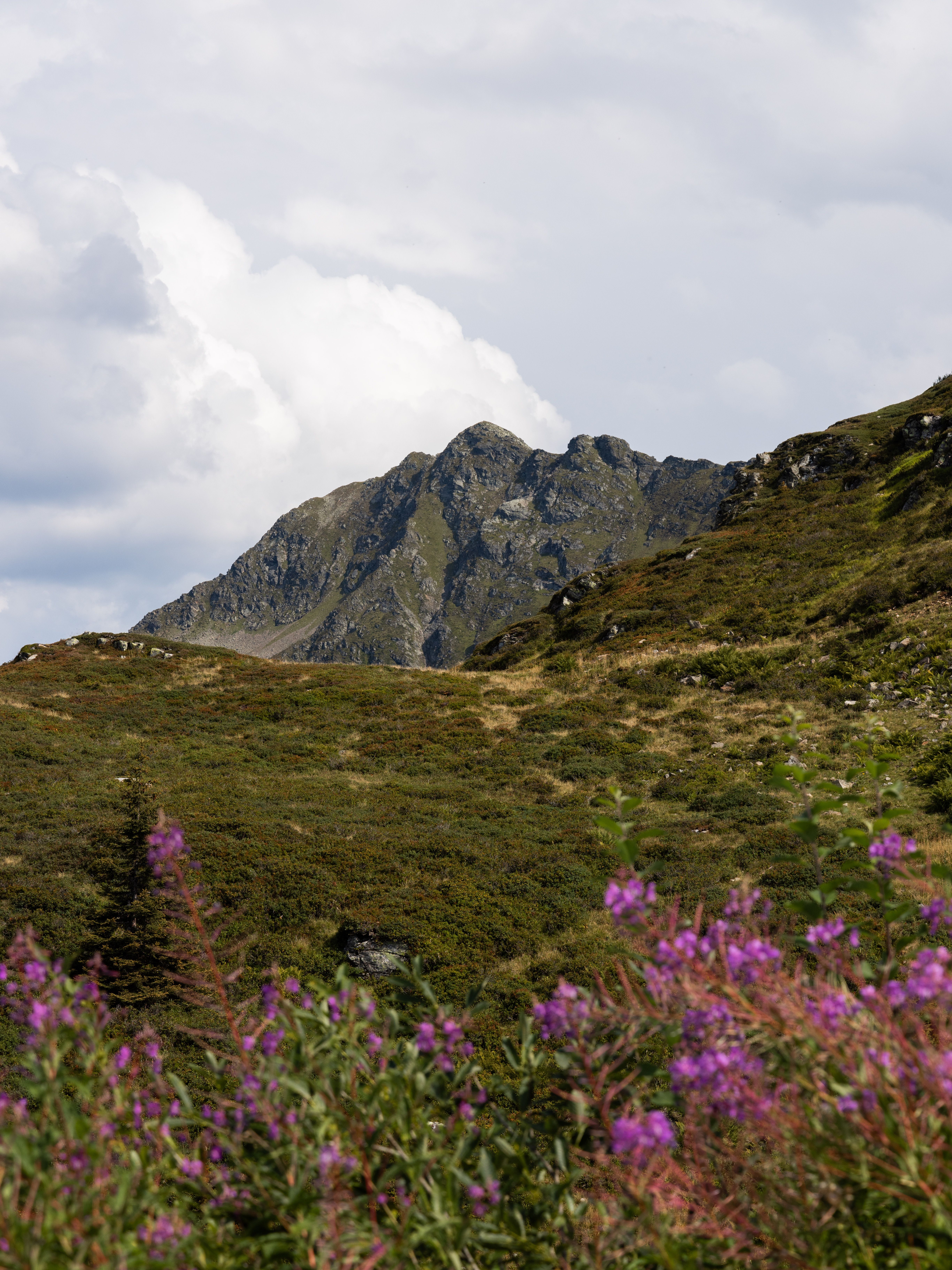 Majestic Mountain Landscape with Wildflowers · Free Stock Photo