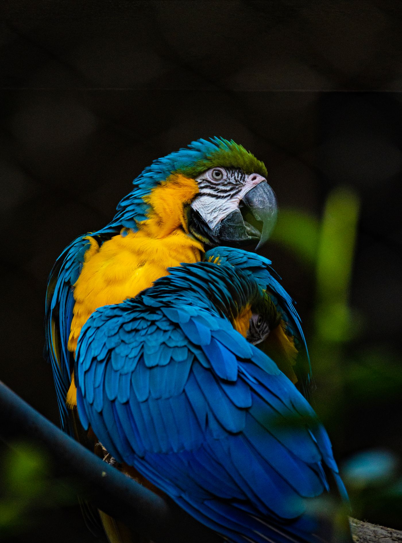 Blue-and-yellow macaw portrait in natural habitat