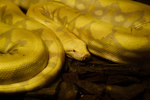 Close-up of a yellow Burmese python coiled on a dark surface, showcasing its scales.