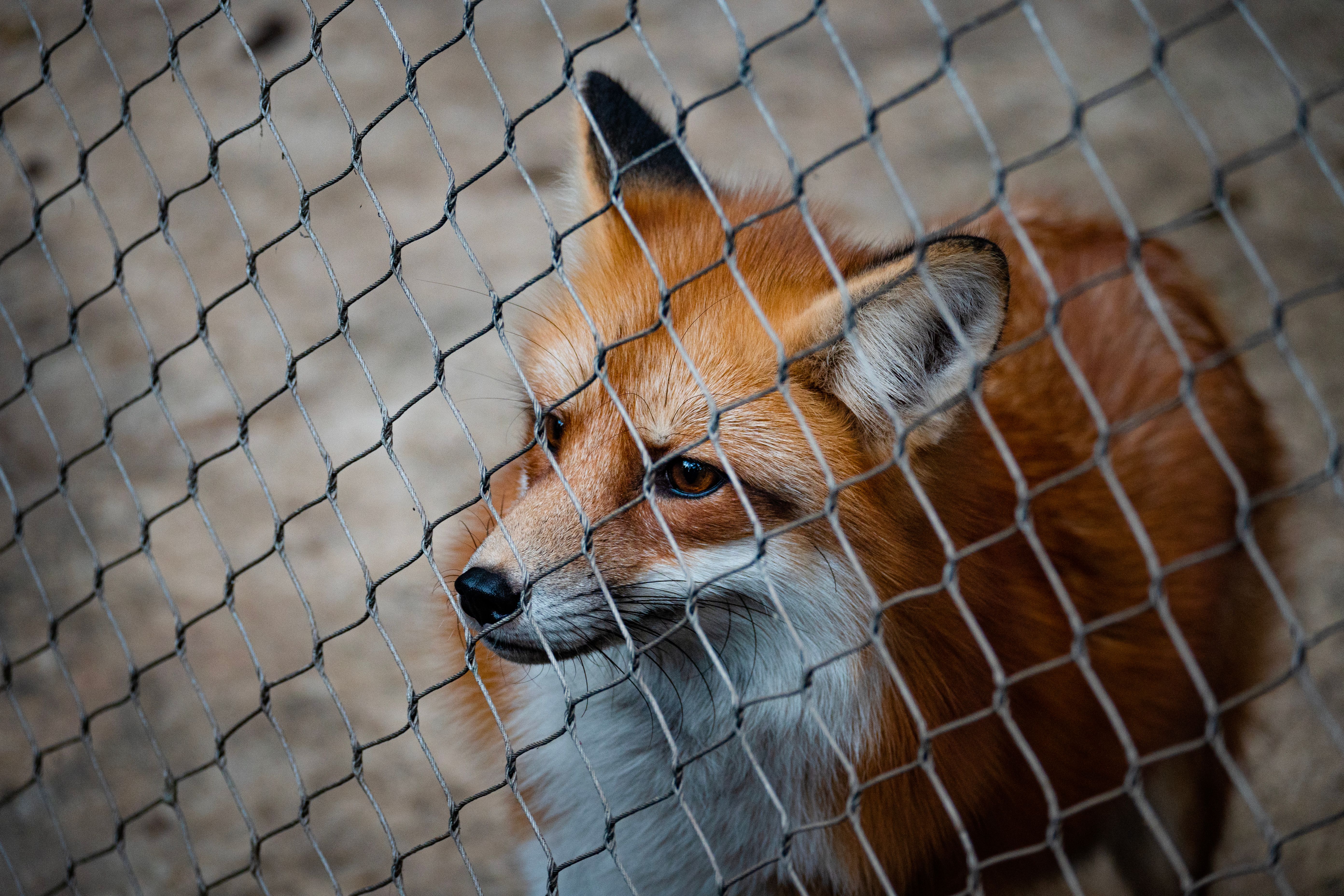 Renard Roux En Captivité Derrière Une Clôture Dans Un Enclos · Photo ...