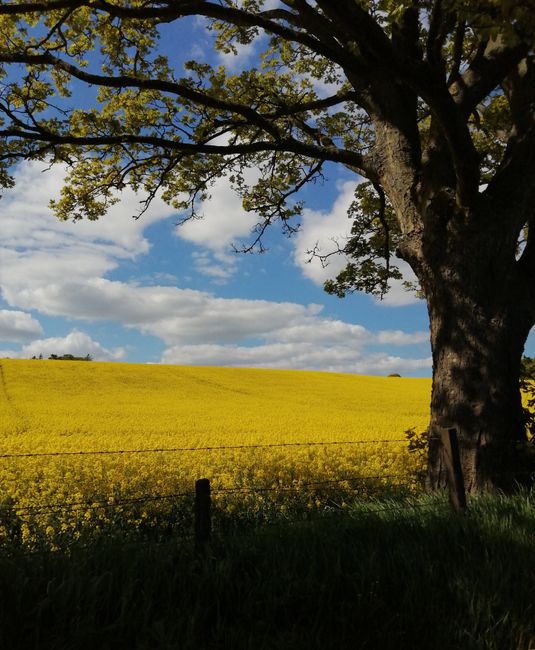 A peaceful view of a bright yellow rapeseed field under a blue sky in Scotland.