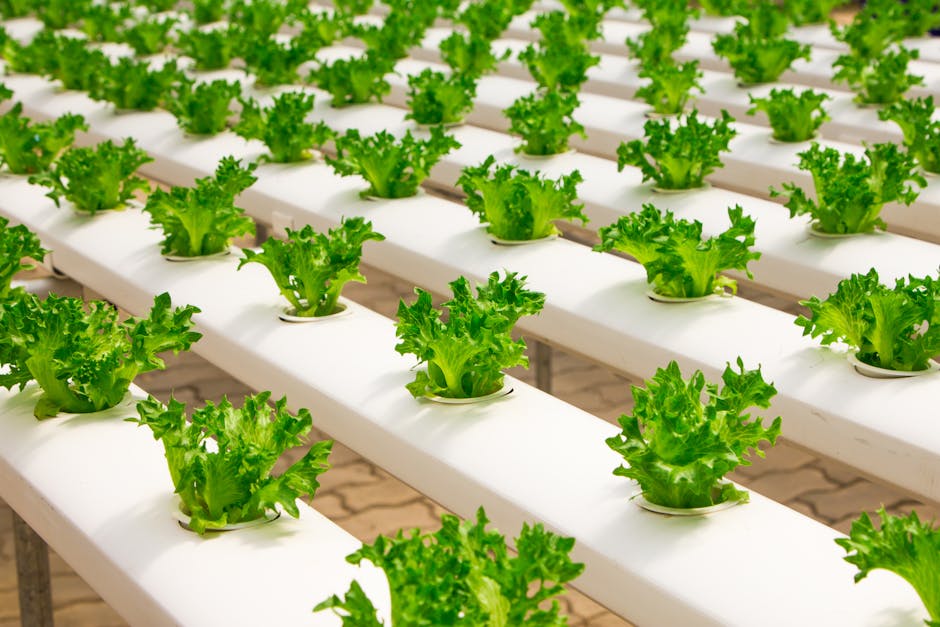 Romaine Lettuce: Here's Why You're Paying More Than Ever Before