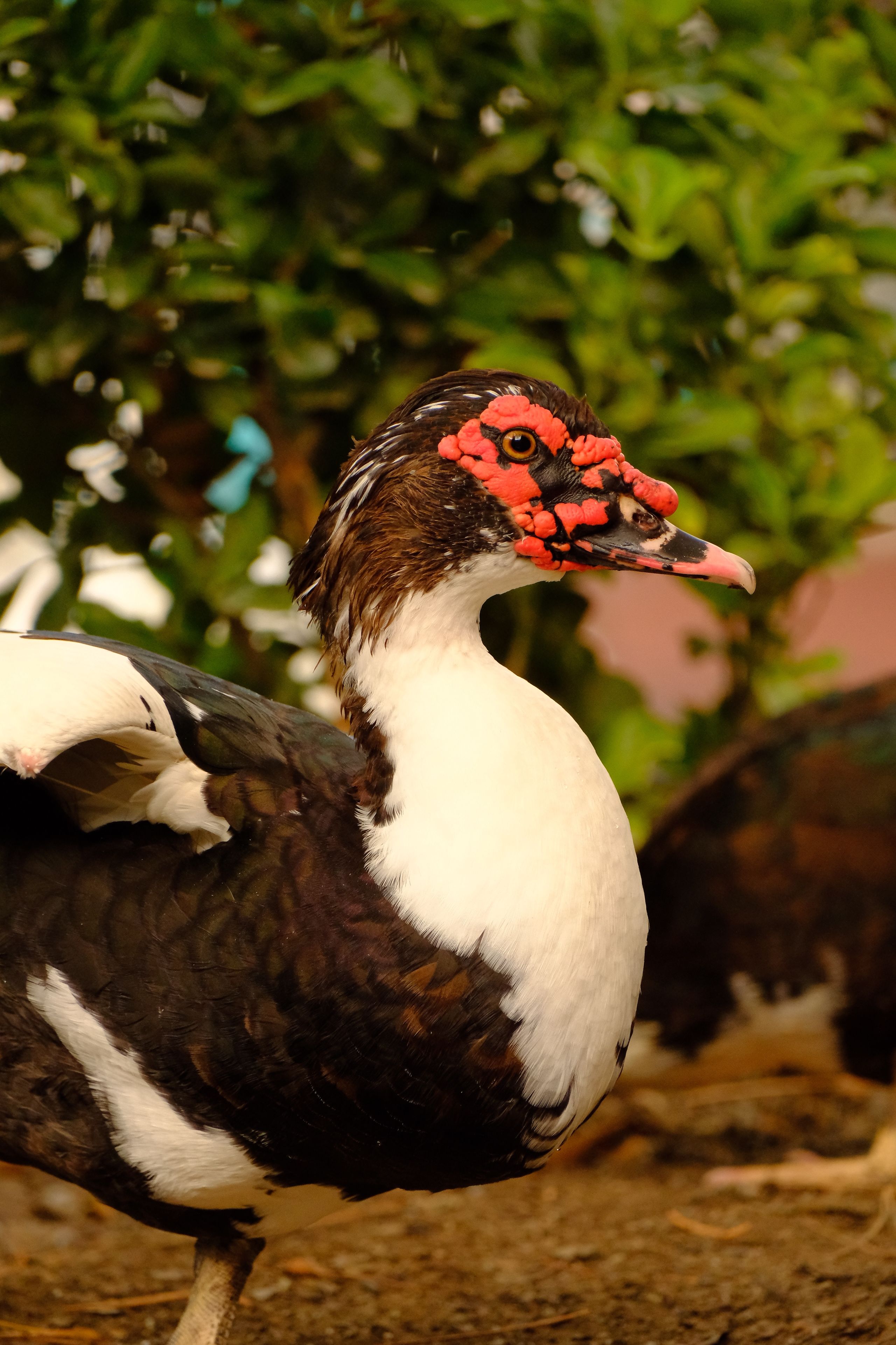 Close-Up of Muscovy Duck in Natural Habitat · Free Stock Photo