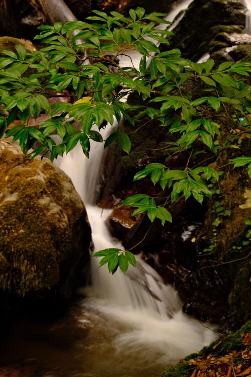 Free Serene waterfall cascading over rocks surrounded by lush green foliage in a tropical forest setting. Stock Photo