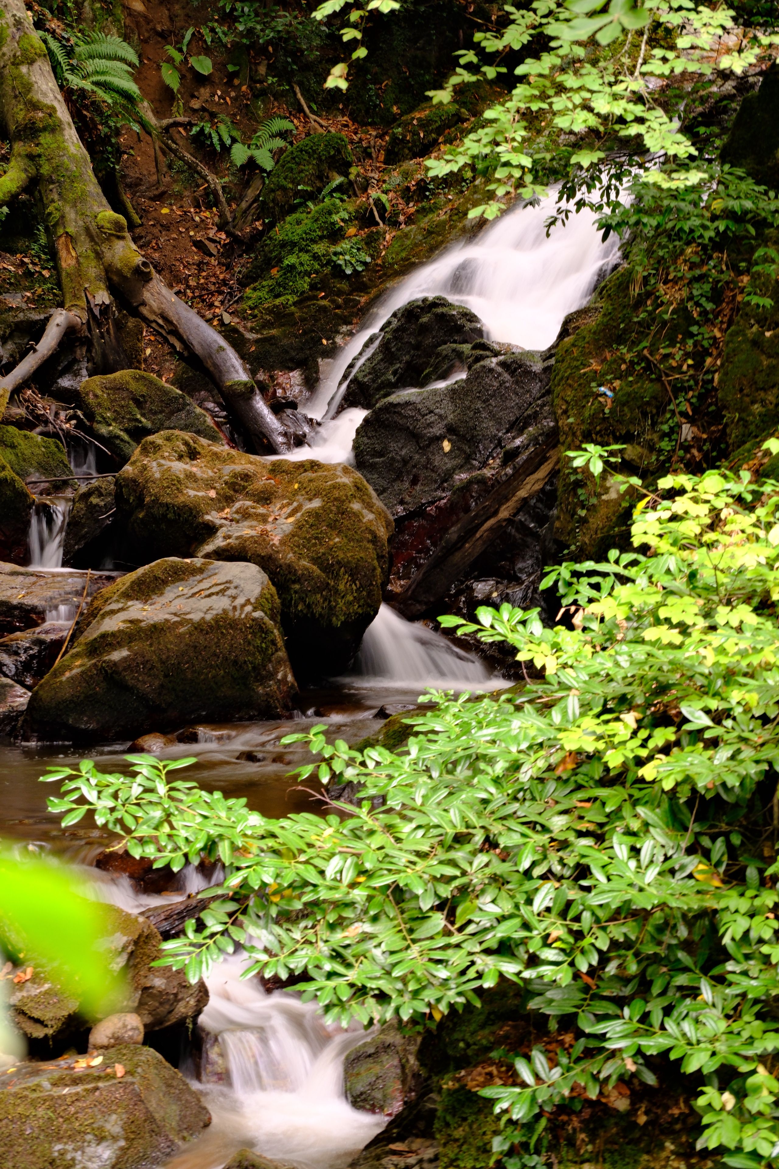 Tranquil Forest Stream Flowing Over Rocks · Free Stock Photo