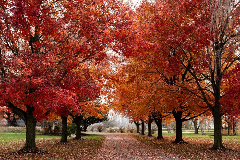 A serene park pathway surrounded by vivid red and orange fall foliage, showcasing the beauty of autumn.