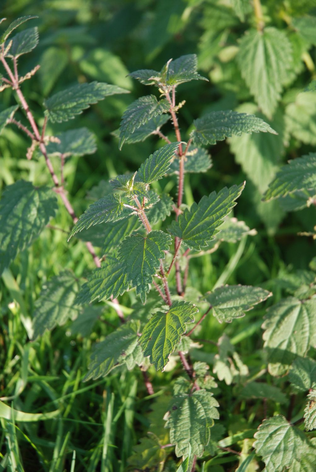 Netttle Plant Close-up of Green Stinging Nettle Plants Outdoors · Free Stock Photo