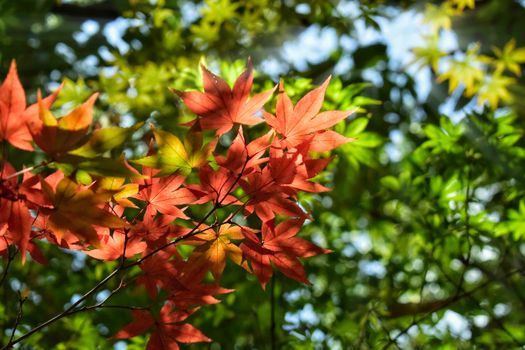 Brightly colored autumn leaves basking in sunlight, showcasing nature's seasonal beauty.