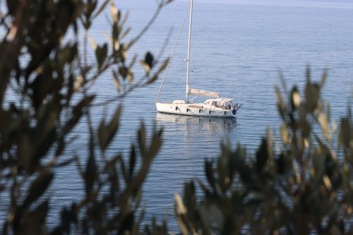 Free A peaceful sailboat on tranquil waters, framed by olive leaves. Stock Photo