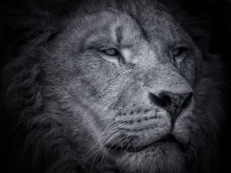 Stunning black and white close-up portrait of a majestic lion, showcasing its regal presence.