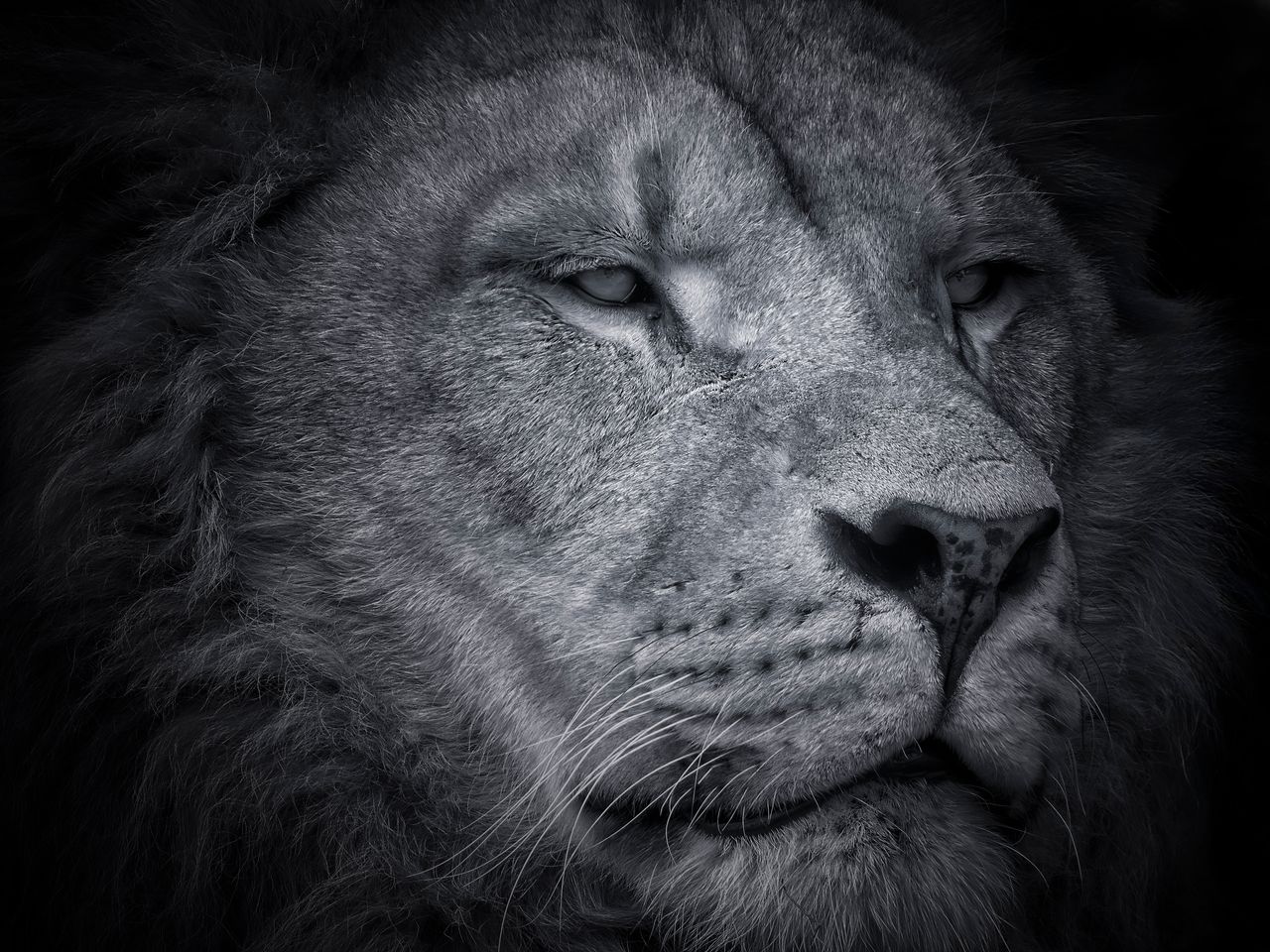 stunning black and white close up portrait of a majestic lion showcasi