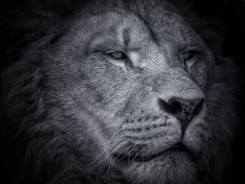 Free Stunning black and white close-up portrait of a majestic lion, showcasing its regal presence. Stock Photo