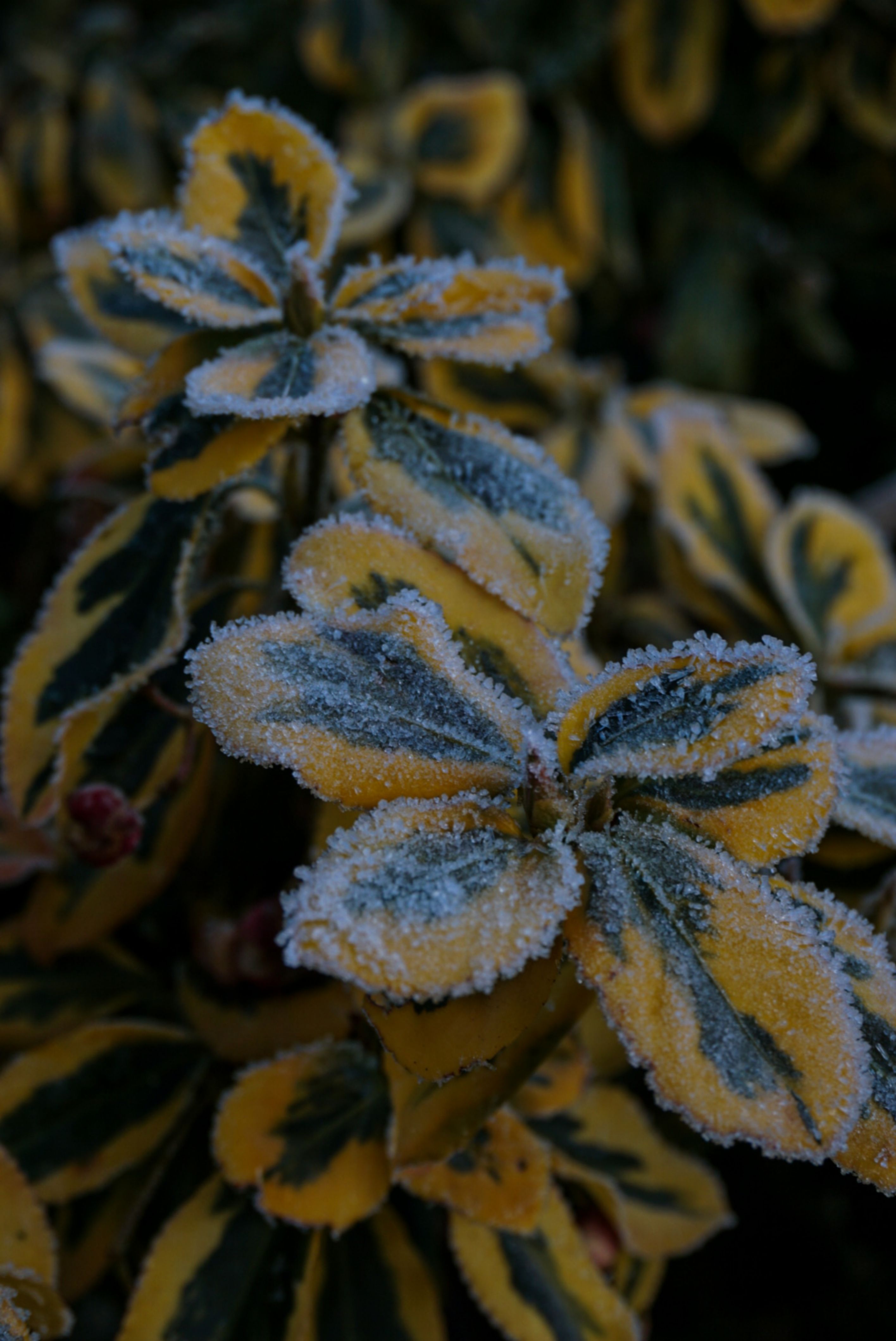 Variegated leaves in frost