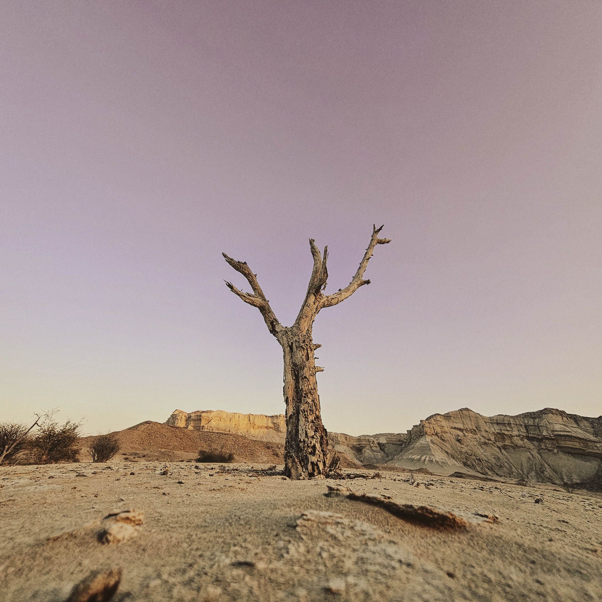A lone tree stands in Iran's vast desert, capturing the arid beauty at sunset.