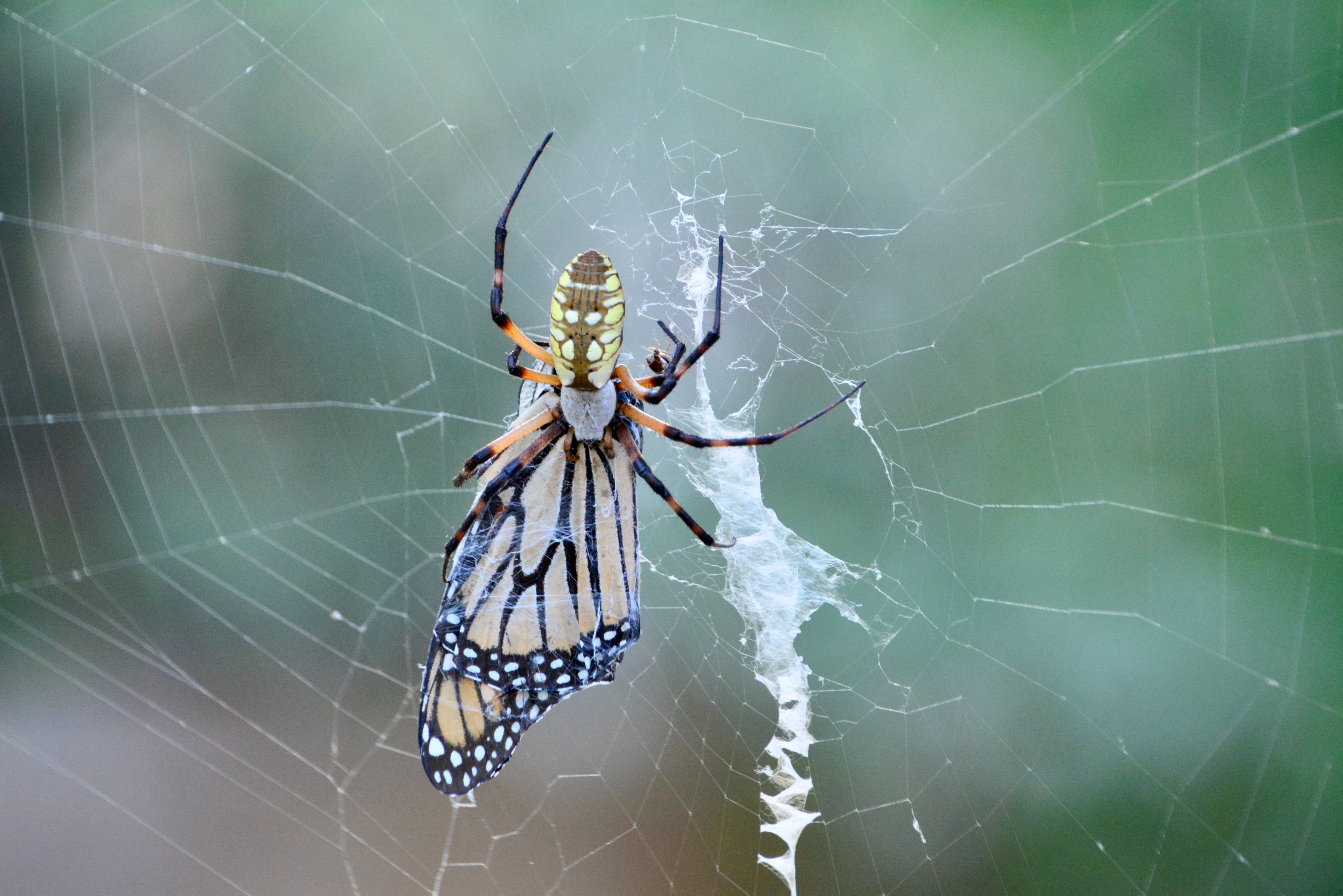 Close-up of a Spider in a Web with Prey · Free Stock Photo