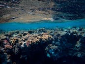 探索充满活力的珊瑚礁生态系统在海洋表面下蓬勃发展