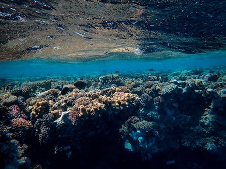 探索充满活力的珊瑚礁生态系统在海洋表面下蓬勃发展