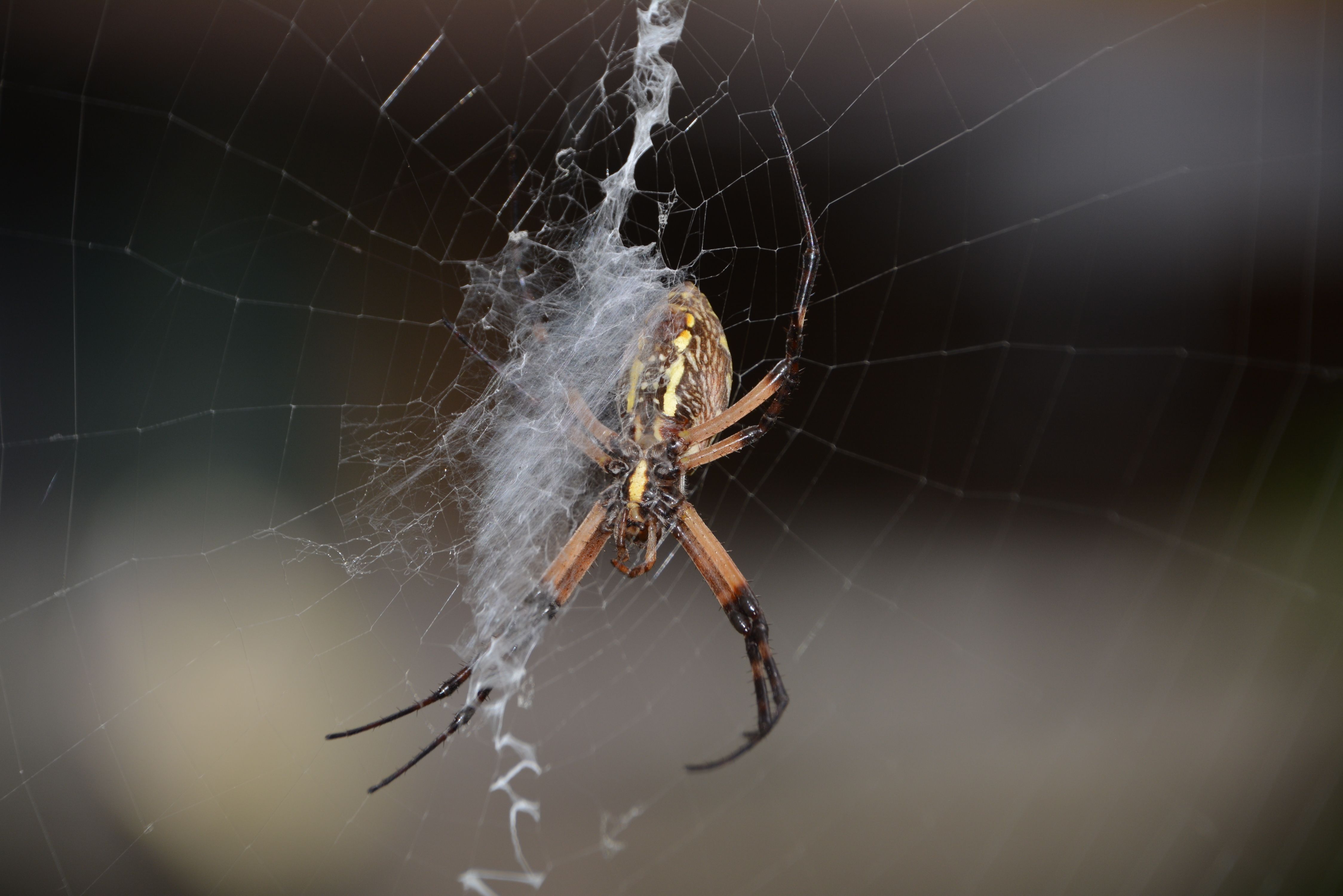 Close-Up of Orb Weaver Spider on Web · Free Stock Photo