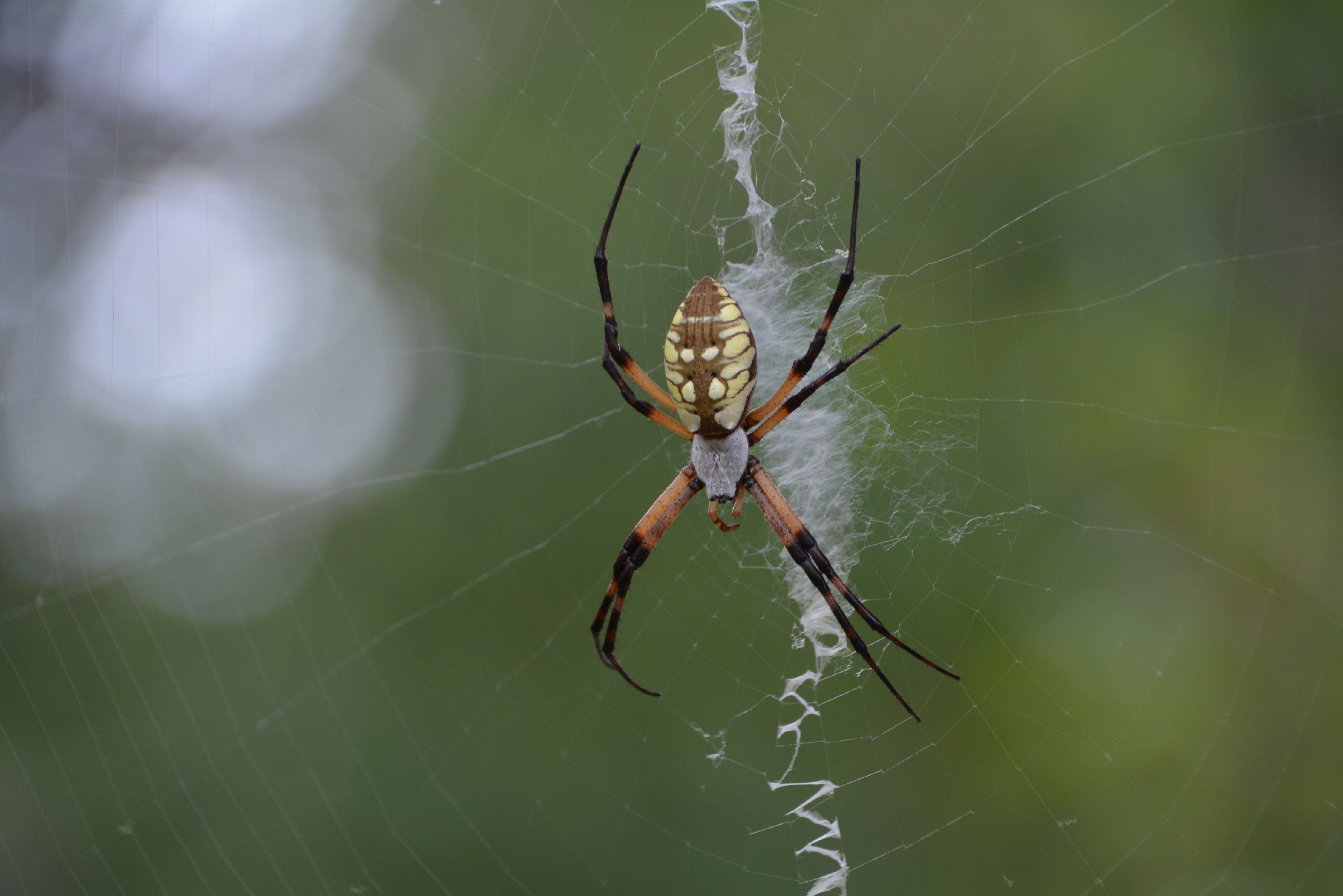 Close-Up of a Garden Spider on Its Web · Free Stock Photo