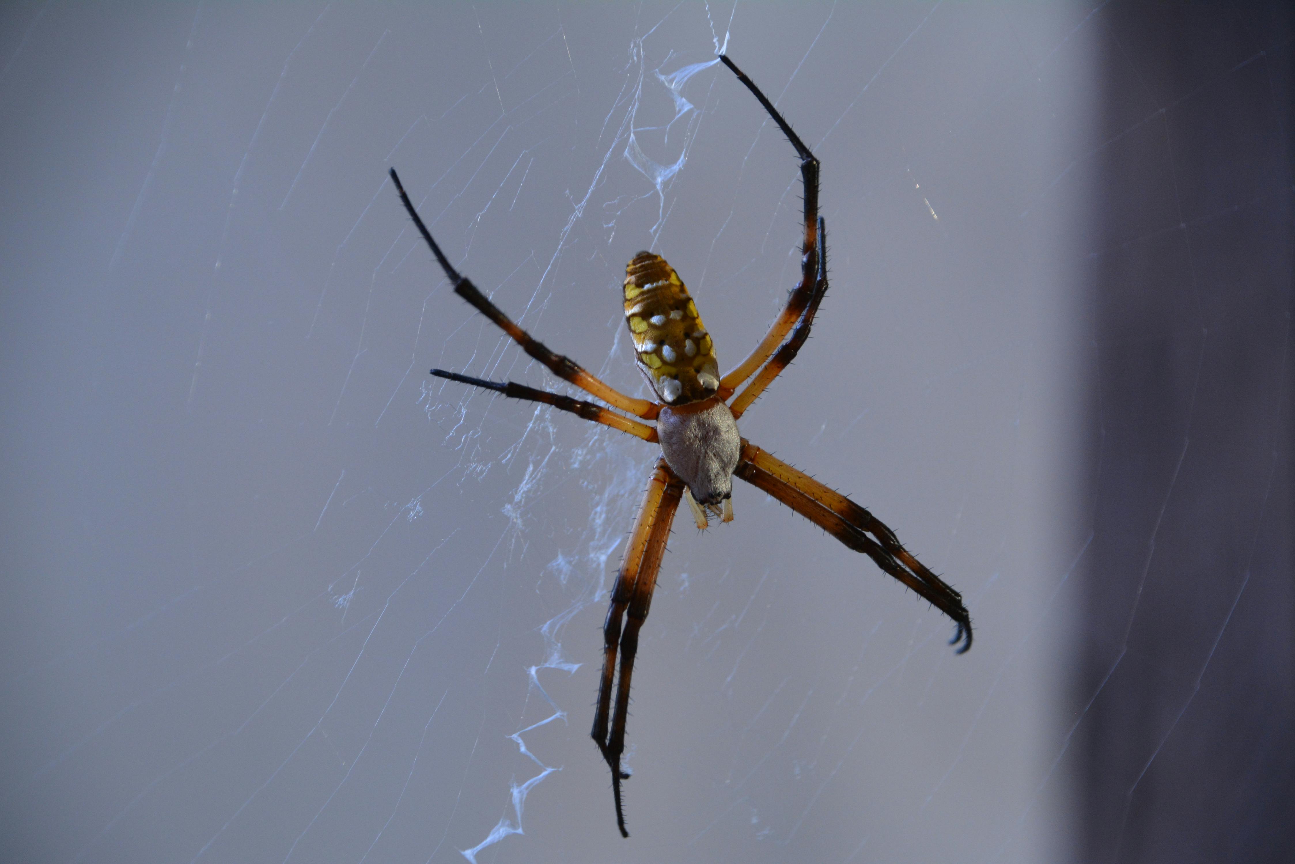 A spider perched on a houseplant leaf