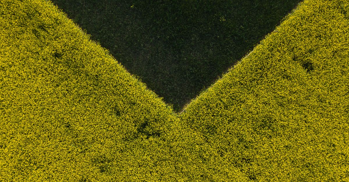 A geometric aerial view of lush yellow crop fields with a striking green triangle in the center.