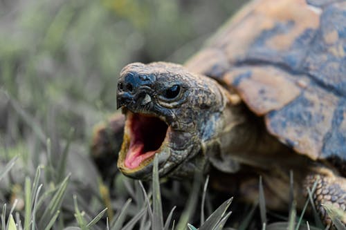 Photo De La Bouche De La Tortue