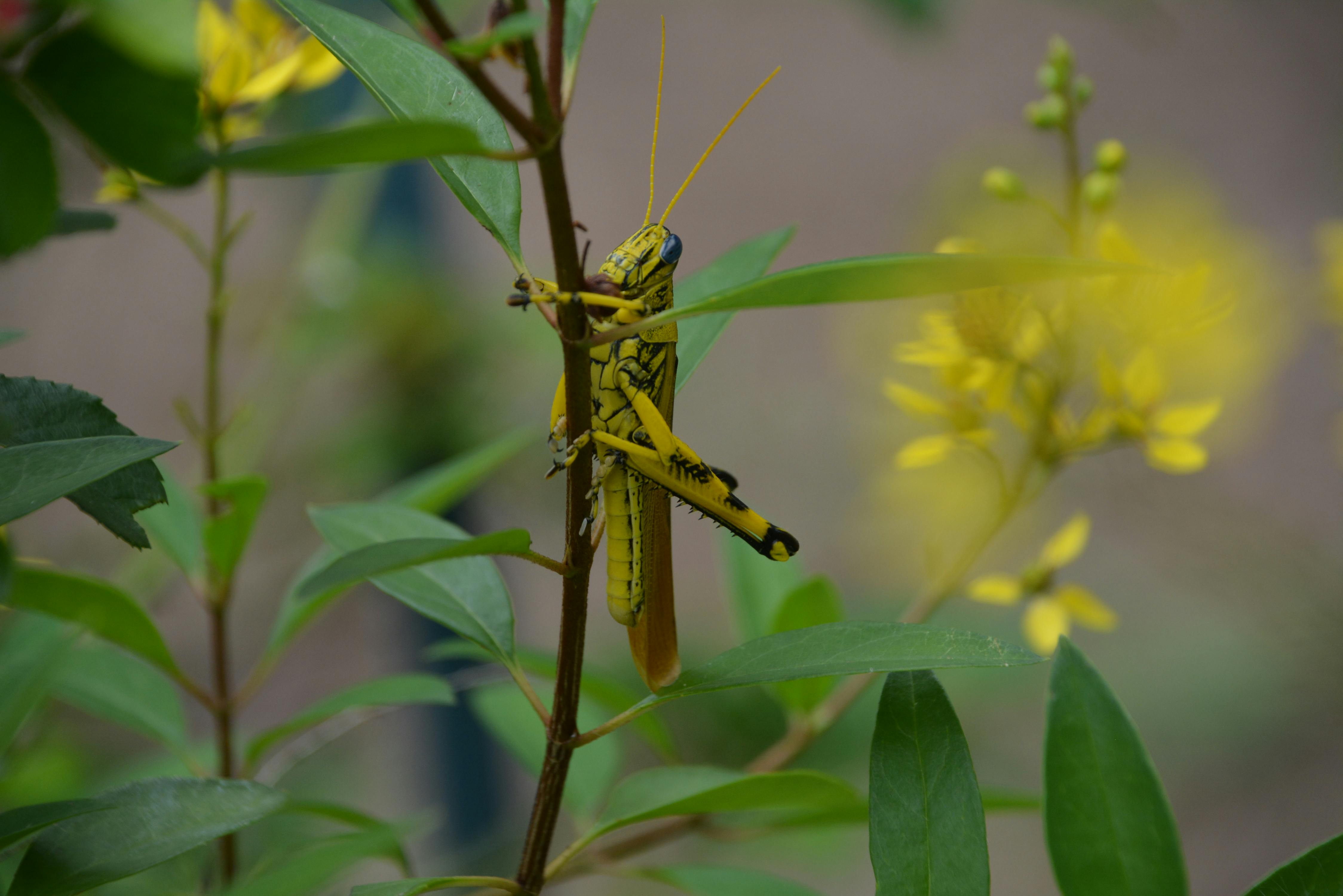 Manejo Integrado de Tucuras: Biología, Monitoreo y Control Ecológico Hortícola
