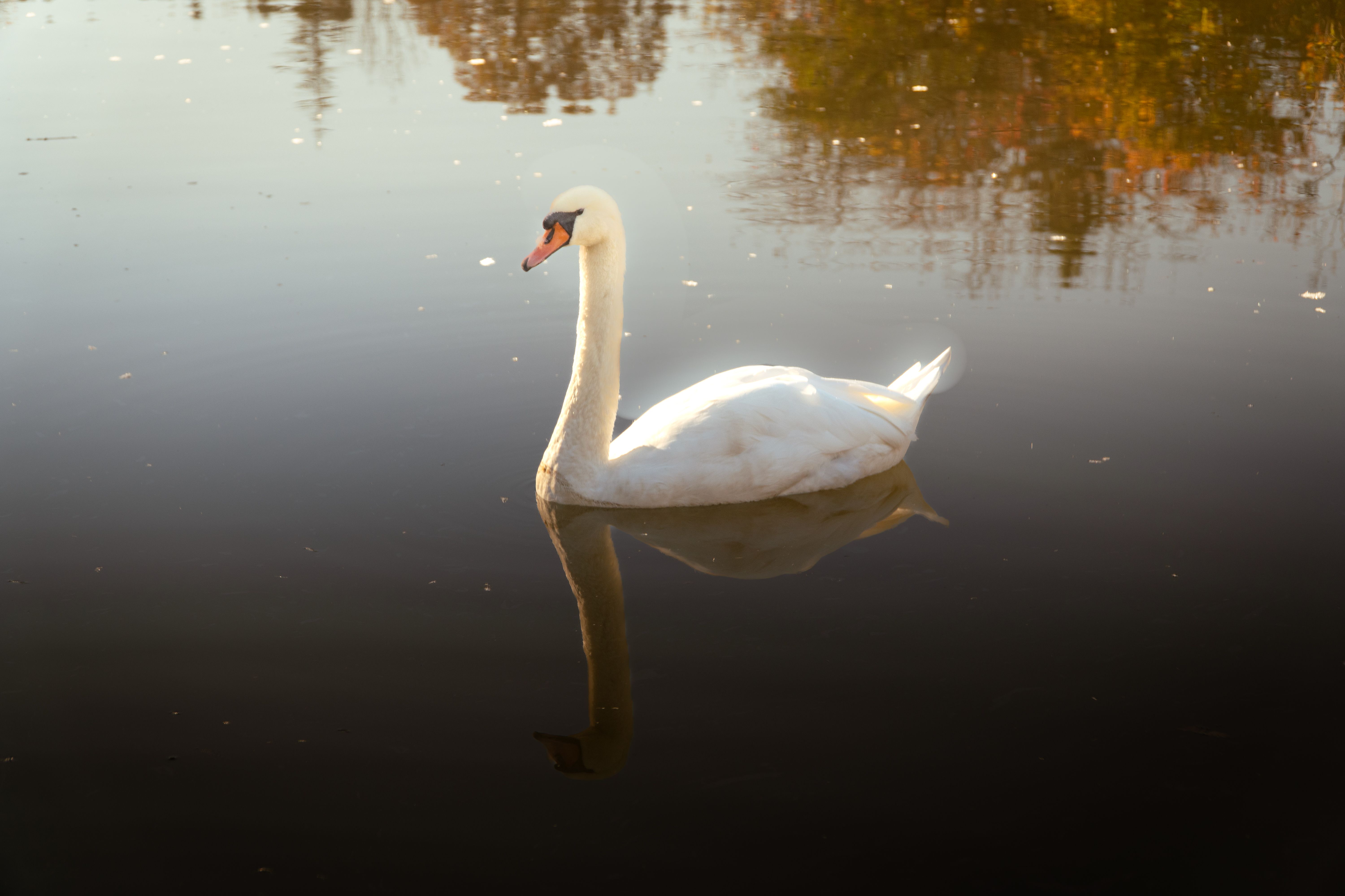 Reflection of Swan on Body of Water · Free Stock Photo