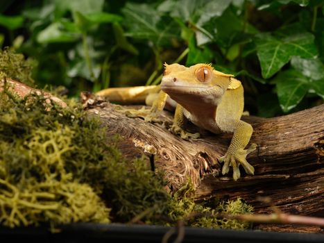 gecko photo