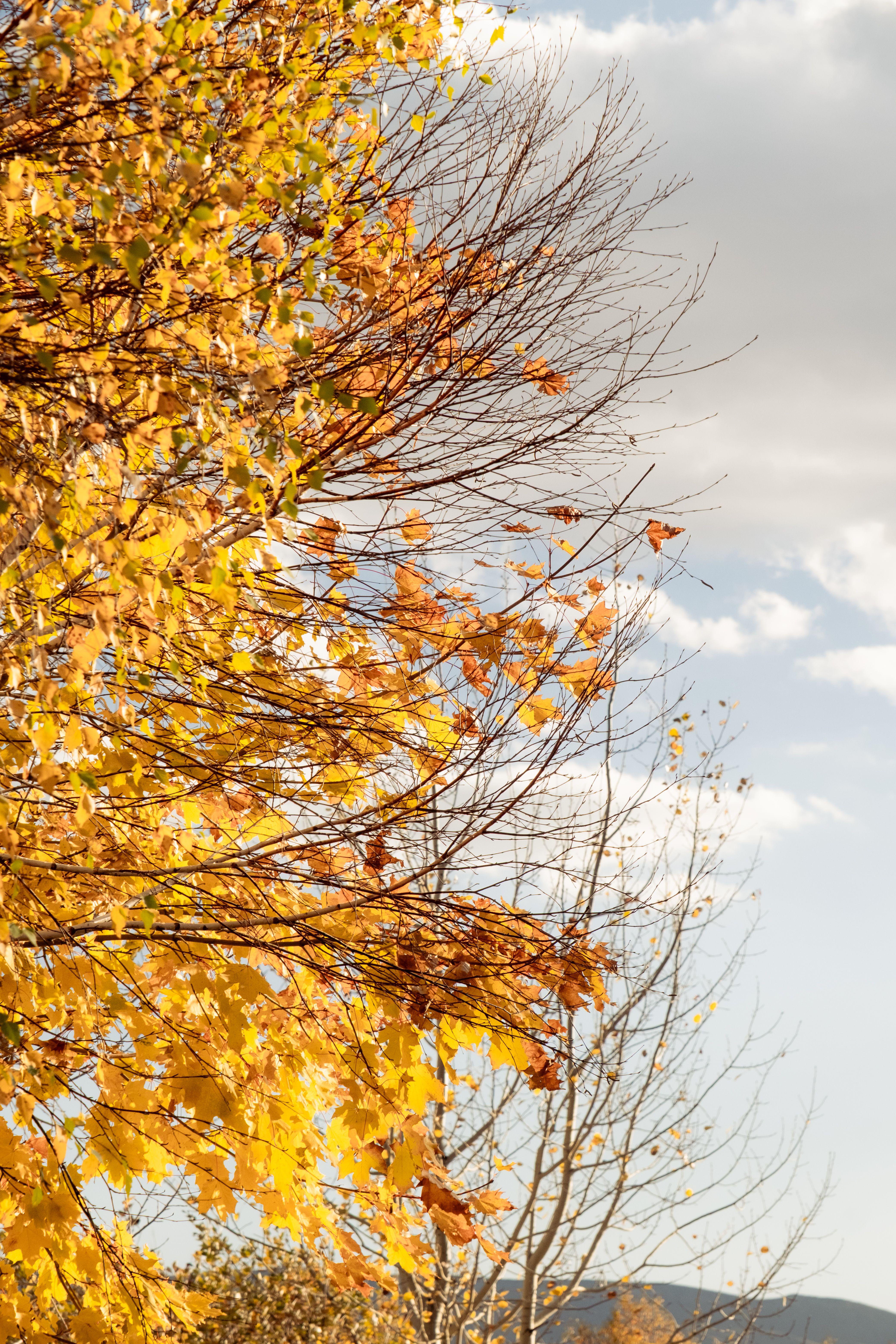 Golden Autumn Leaves Against a Clear Sky · Free Stock Photo