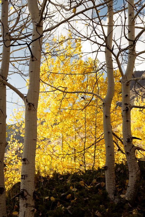 Free Beautiful golden aspen trees in fall, showcasing nature's vibrant colors. Stock Photo