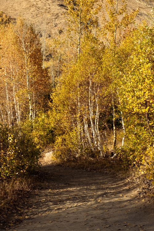 Free A serene forest path surrounded by golden autumn leaves under a clear sky. Stock Photo